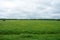 Agricultural field of green grass, flowers, plants. Deciduous forest in the distance. Cloudy sky. A lone Bush