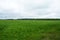 Agricultural field of green grass, flowers, plants. Deciduous forest in the distance. Cloudy sky. A lone Bush