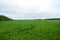 Agricultural field of green grass, flowers, plants. Deciduous forest in the distance. Cloudy sky. A lone Bush