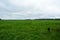 Agricultural field of green grass, flowers, plants. Deciduous forest in the distance. Cloudy sky. A lone Bush