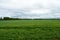 Agricultural field of green grass plants. Bird over the field. Deciduous forest. Cloudy