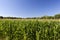 agricultural field with green immature corn