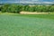 Agricultural field with green onion, Onions are growing in farm field