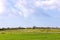 Agricultural field with green sprouted wheat against the sky with clouds