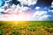 Agricultural field with green sugar beet sprouts