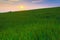 Agricultural field of green wheat, blue sky