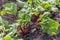 Agricultural field with growing sugar beet