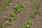 Agricultural field with growing sugar beets. Beetroot sprouts