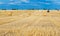 Agricultural field with harvested hay and stacks in summer. Haystacks