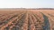 Agricultural field after harvesting. Process of harvesting corn. Autumn