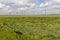 Agricultural field with a large number of green cereals