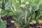 Agricultural field with long converging rows of celery plants