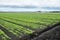 Agricultural field with long converging rows of young celery plants,