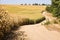 Agricultural field with maize harvest in valley, dust cover countryside dirt road during a drought, hilly terrain