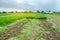 Agricultural field with a partially harvested carrot crop. Seasonal farm work. Growing eco-friendly vegetables. Agriculture.