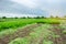 Agricultural field with a partially harvested carrot crop. Seasonal farm work. Growing eco-friendly vegetables. Agriculture.