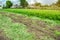 Agricultural field with a partially harvested carrot crop. Seasonal farm work. Growing eco-friendly vegetables. Agriculture.