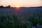 Agricultural field phacelia plantation, sunset scenery