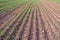 Agricultural field with plant shoots