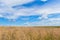 Agricultural field with rapeseed and cornflowers and blue sky with clouds