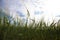 Agricultural field with ripening cereal crop