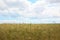 Agricultural field with ripening cereal crop