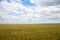 Agricultural field with ripening cereal crop