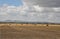 Agricultural Field with Rolled Bales of Hay