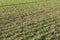 Agricultural field with rows of furrows