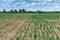 Agricultural field with rows of little wheat sprouts growing in spring with a forest on the background