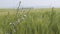 Agricultural field in spring day. Grain crop field harvest crops in the countryside. Green Wheat Waving Natural