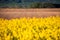 Agricultural field in spring, yellow oilseed rape and freshly plowed brown field ready for planting