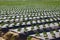 Agricultural field strawberry plants. Rows of plastic covered hills with young strawberries.