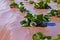 Agricultural field strawberry plants. Rows of plastic covered hills with young strawberries.