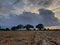 Agricultural field , trees, heavy clouds