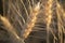 agricultural field of Ukraine, gold, close-up symmetrical photo, flour