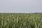 Agricultural field with wheat like green plants, focus in foreground