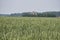 Agricultural field with wheat like green plants, focus in foreground and farm in the background