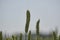 Agricultural field with wheat like green plants, focus  on isolated plant