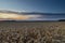 An agricultural field of wheat, ready to be harvested by the farmer during a sunset on a warm summer evening