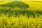 agricultural field where breeding varieties of rapeseed are grown