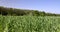 An agricultural field where green cereals grow