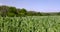 An agricultural field where green cereals grow