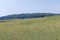 An agricultural field where ripening cereal wheat grows