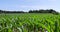 an agricultural field where young green corn grows