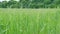 Agricultural field, which grow green immature cereals. Forest behind the field. Slow motion.