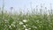 An agricultural field with white flowers for obtaining honey in windy weather