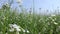 An agricultural field with white flowers for obtaining honey in windy weather