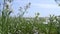 An agricultural field with white flowers for obtaining honey in windy weather