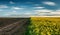 Agricultural field of yellow flowers blooming canola and empty soil on blue sky clouds, conceptual photo landscape nature of